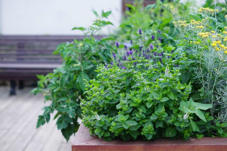 Herbal plants: instructions & tips for window sills, balconies & beds