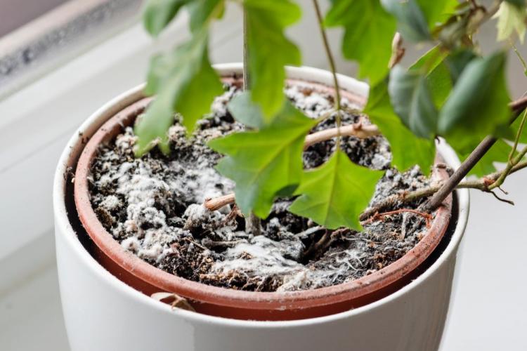 Potting soil molds: causes, prevention & control