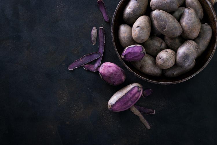 ‘Blue Swede’ potato: Cultivation & harvest of the blue potato variety