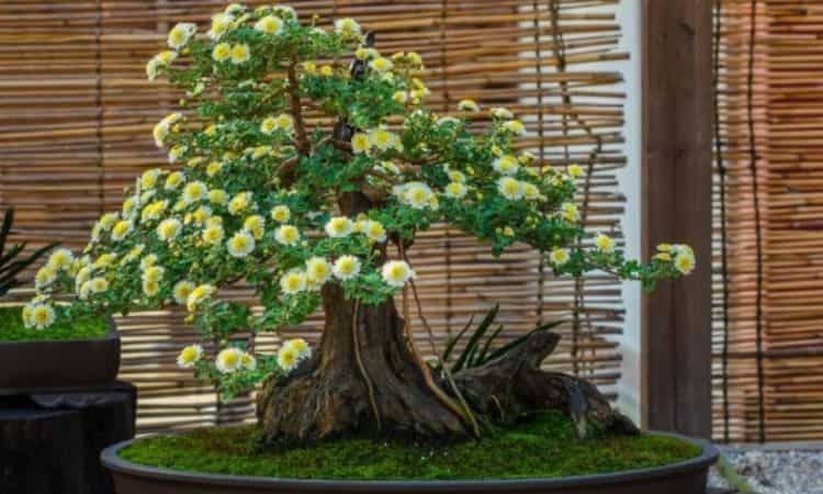 A bonsai begins to bloom