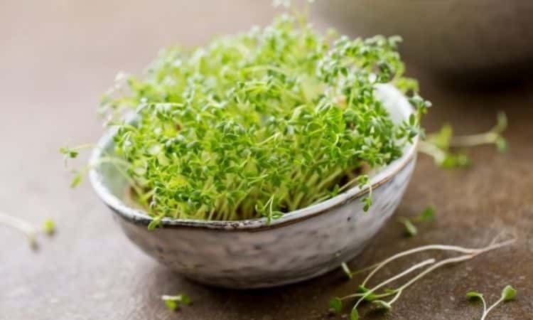 A classic among the seedlings is the cress