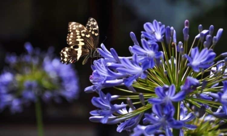 Agapanthus: Tips For Planting And Care Of The Lily Of The Nile