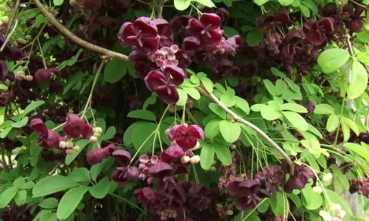 Akebia Quinata: Tips On Location, Planting & Care Of Chocolate Wine
