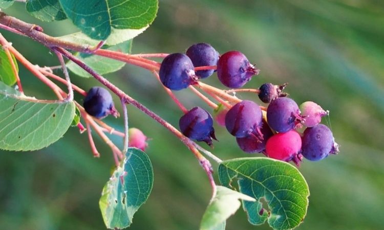 Amelanchier Arborea blueberry fruits