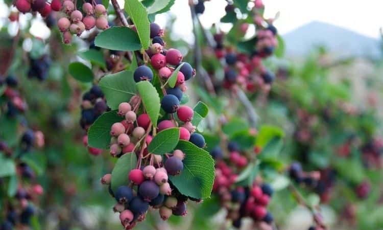 Amelanchier alnifolia Saskatoon Berry