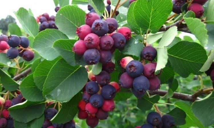 Serviceberry: Everything To Plant And Care For The Tree