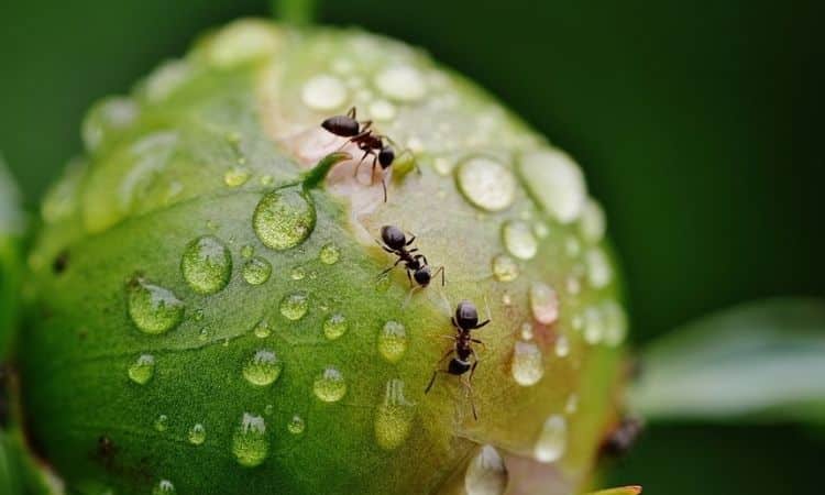 Do You Need To Get Rid Of Ants In The Garden