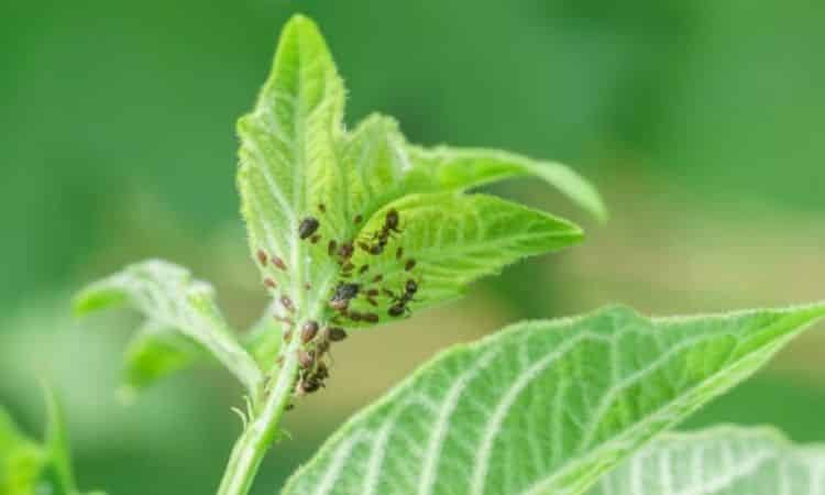 Aphids are one of the most common pests in home gardens
