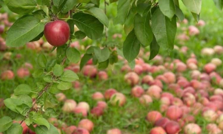 Apple tree harvesting and storage