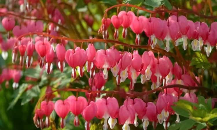 Asian Bleeding-Heart: Tips For Planting And Caring For Lamprocapnos Spectabilis