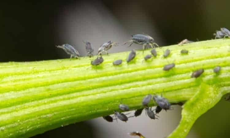 At winter hosts the first aphids can be found in spring