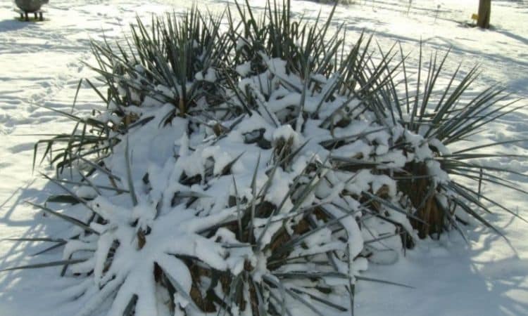 Beaked Yucca in the snow