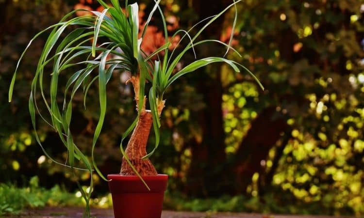 Fertilize Ponytail Palm (Beaucarnea Recurvata): Everything To Fertilize The Correctly