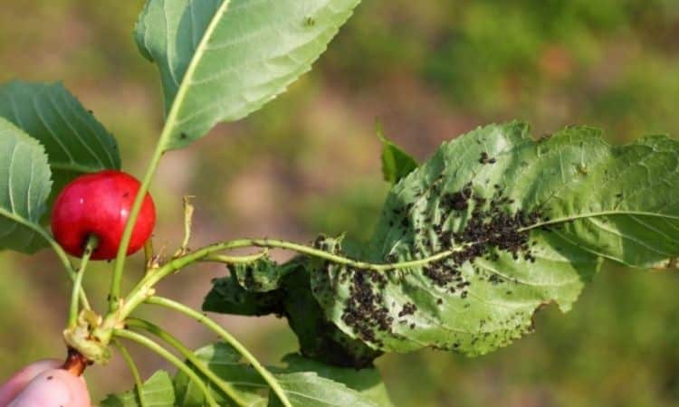 Beneficial Insects For Aphids: Tips For Natural Control