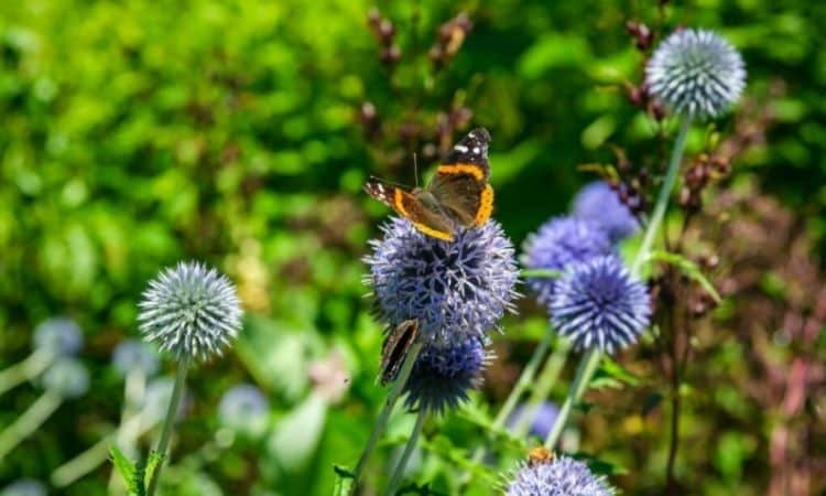 Beside bees and bumblebees, ball-thistle also offers food to other insects like butterflies