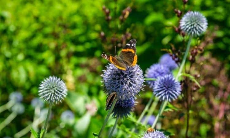 Beside bees and bumblebees, ball-thistle also offers food to other insects like butterflies