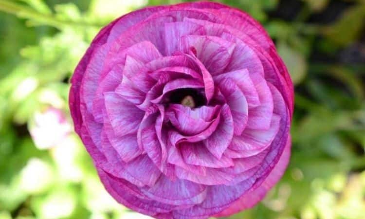 Besides unfilled and filled ranunculus there are also multicolored varieties with speckled petals or colored edges