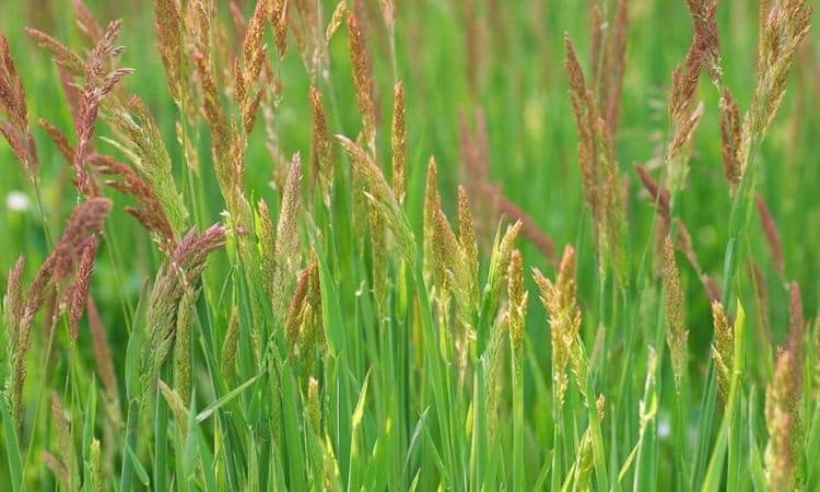 Red Fescue: Properties And Use Of The Festuca Rubra