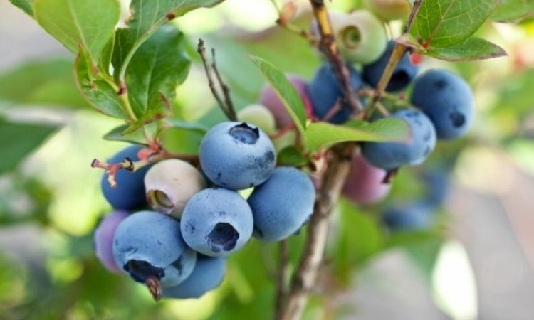 Blueberries are the same plant