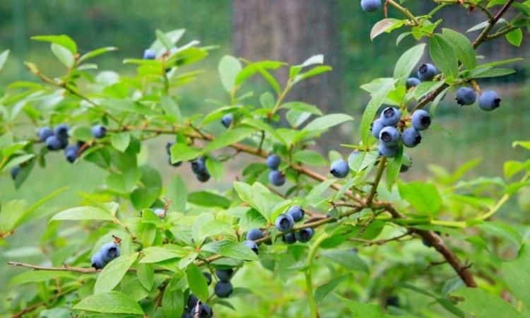 Blueberry with strong shoots