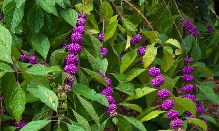 Branches of a beautyberry bush