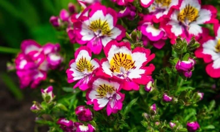 Butterfly Flower (Schizanthus): Plants, Care And Varieties
