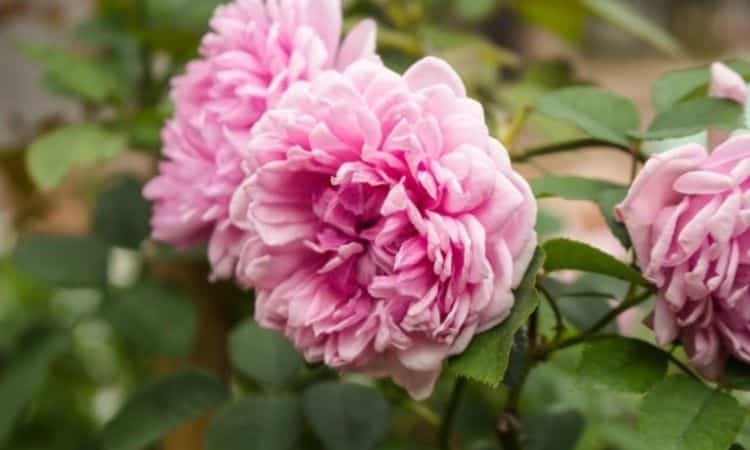 Cabbage Rose bush