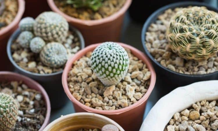 No matter which variety: Cacti make a good figure on the desk