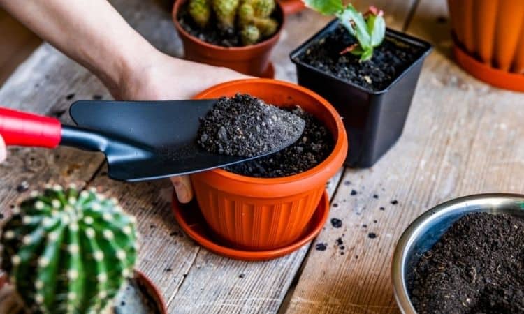 Cactus Fertilizer home