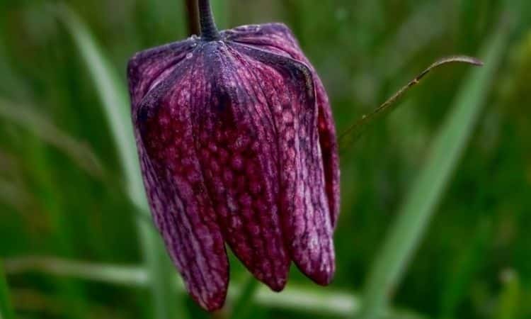 Care for Fritillaria flower