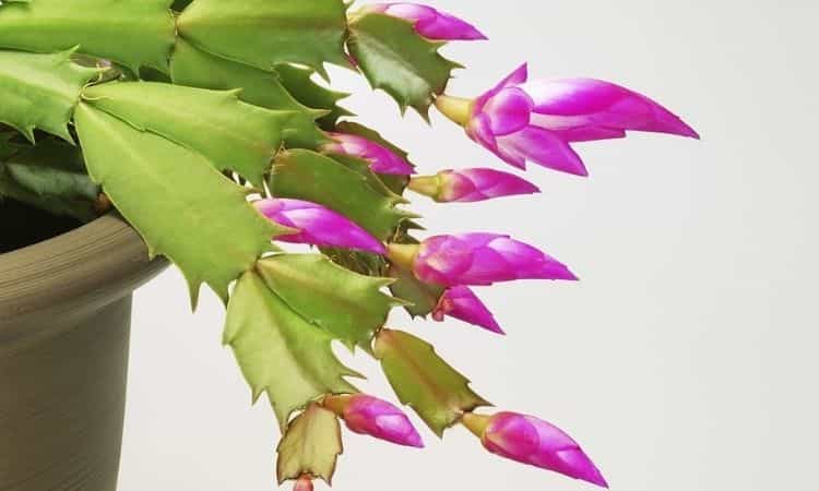 Christmas cactus The Right Care In Summer