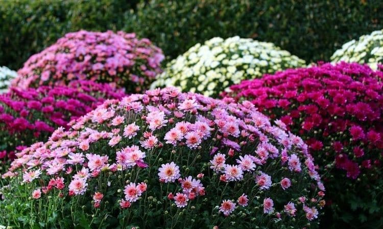 Chrysanthemums: planting, growing, care