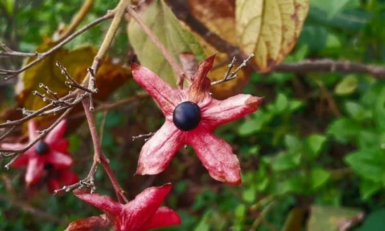 Glory-Bower (Clerodendrum): Everything To Plant And Care For