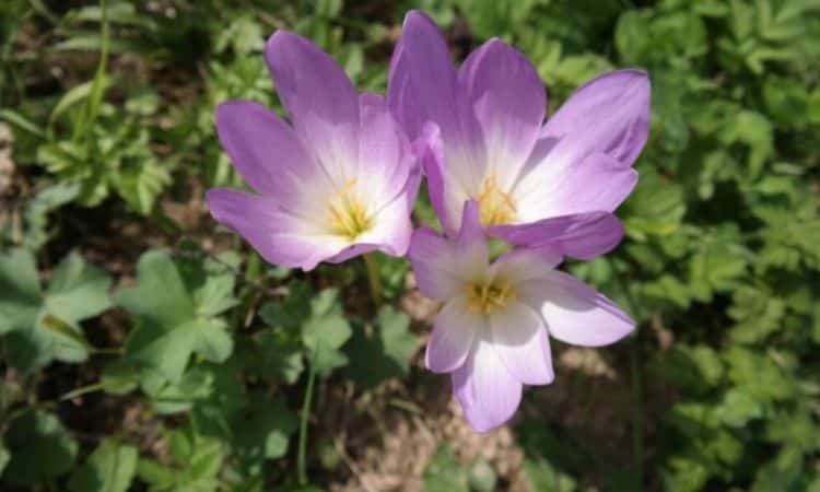 Colchicum speciosum comes in variations from white to purple