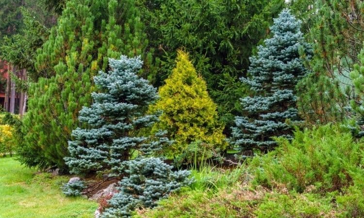 10 The Most Beautiful Conifers For Garden