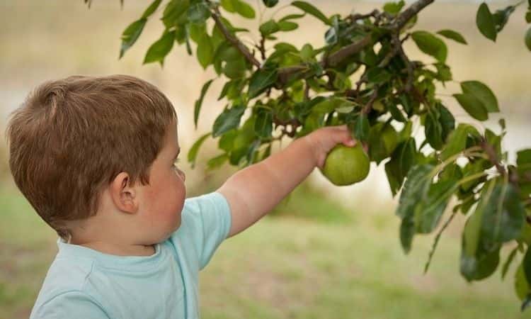 Cute little boy picking pear fruit