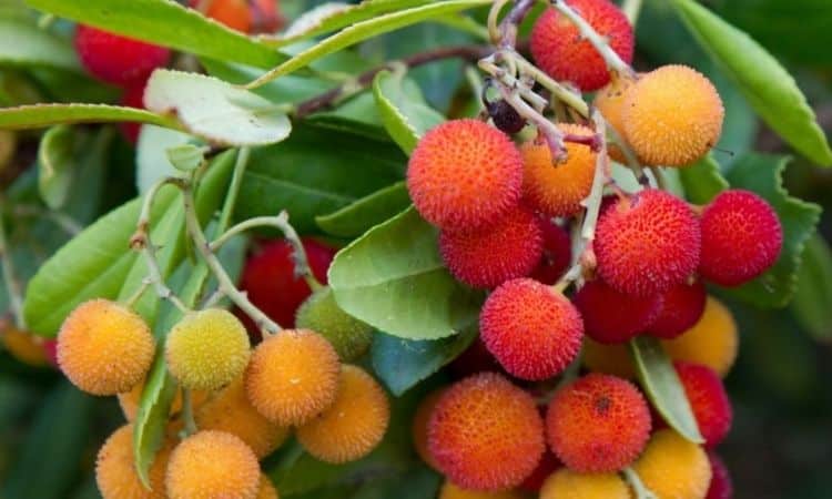 5 SCIONS STICKS ARBUTUS UNEDO Live tree leaves Strawberry CUTTINGS Erdbeerbaum