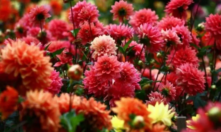 Dahlias belong to the so-called heavy eaters, because they have a high need for nutrients