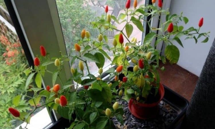 Decorative pepper on the window sill