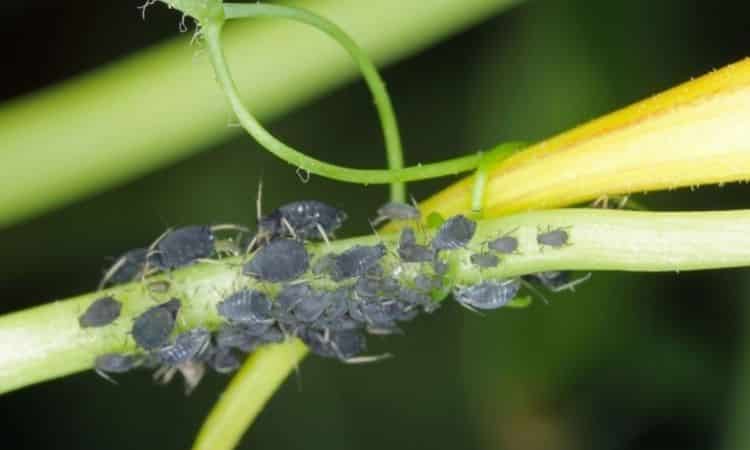 The black bean aphid is one of the most common aphid species