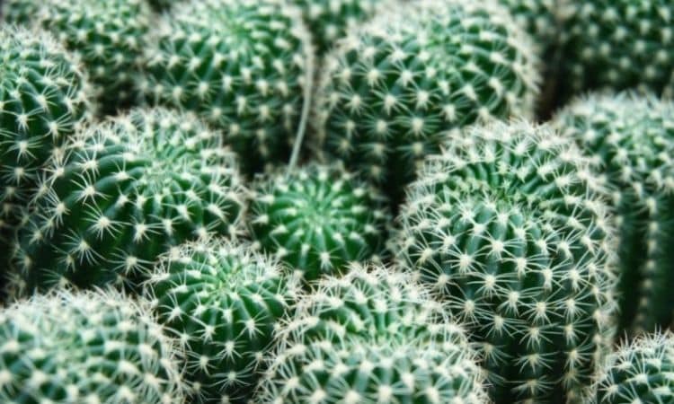 Fertilizing Cacti