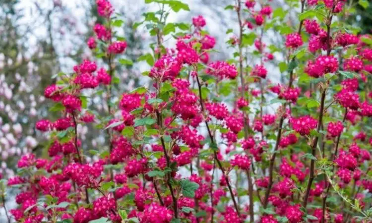 Flowering Hedges: 12 Winter Hard Hedge Plants With Flowers