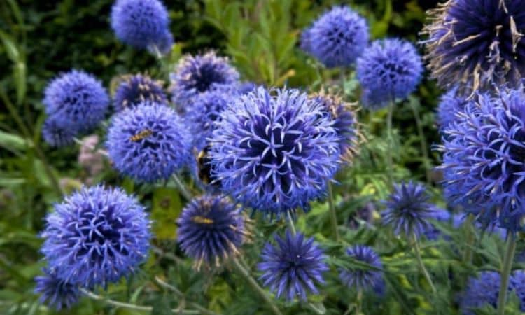 Globe Thistle: Plants, Care And The Most Beautiful Varieties