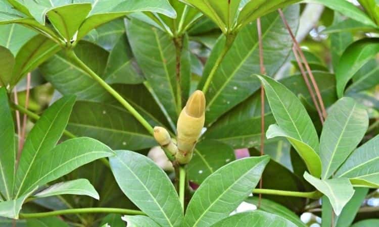 Guiana Chestnut with flower