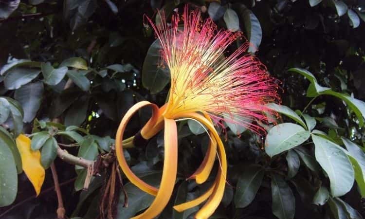 Guiana Chestnut yellow and pink flower