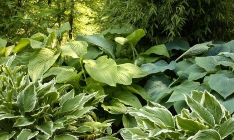 Hosta Plants (Cortaderia selloana): When, How & What To Fertilize?