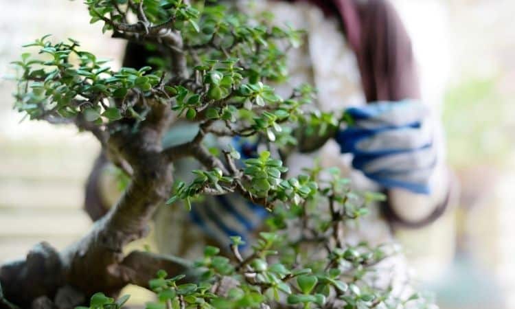 How to report bonsai trees