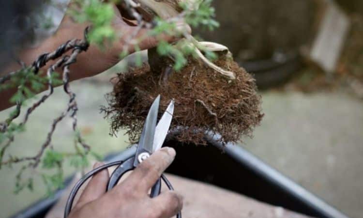 How to report bonsai trees