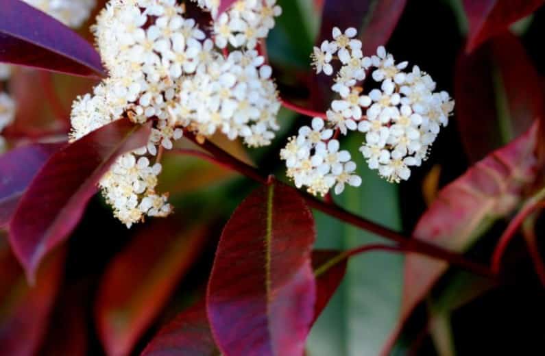 In spring, even before flowering, you can fertilize your Photinia