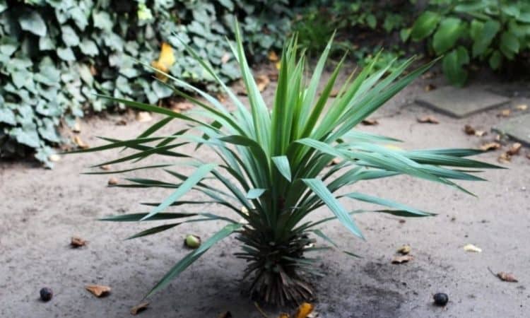 In spring the wintered yucca palm is happy about water and fertilizer